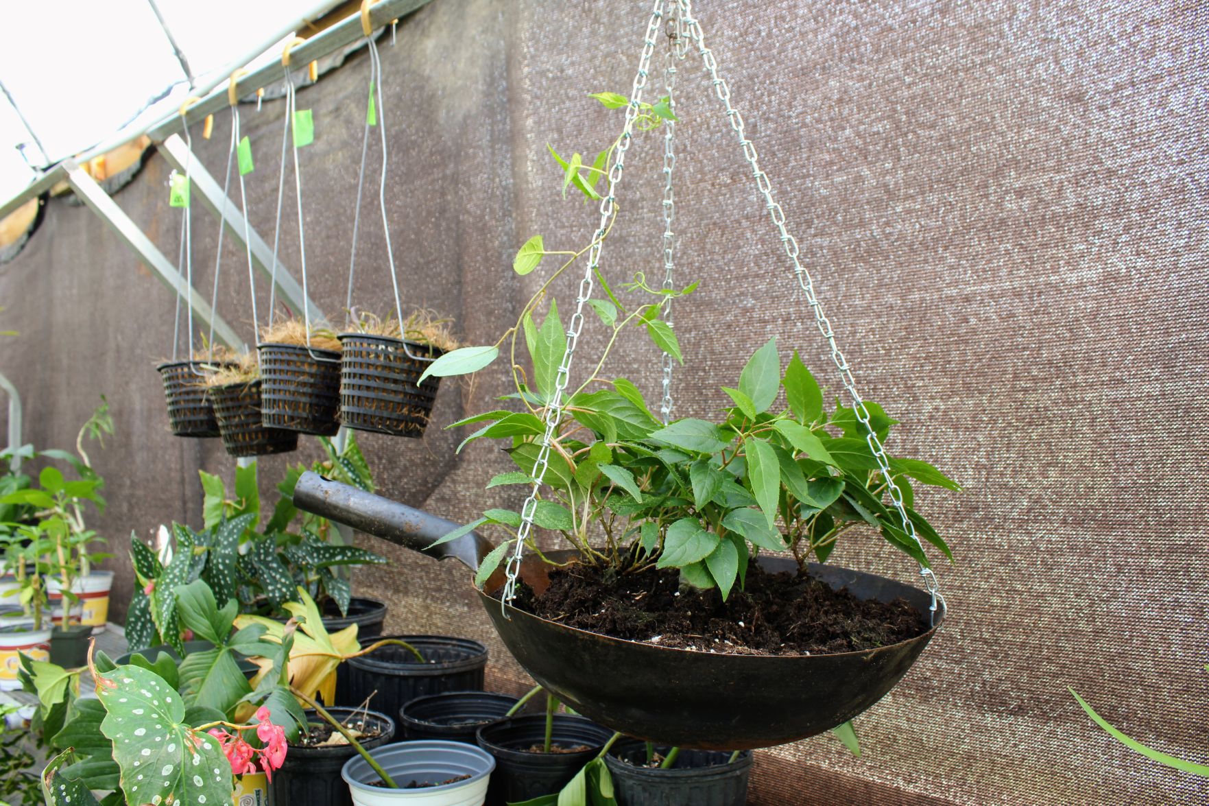 Hanging Wok Planter.jpg